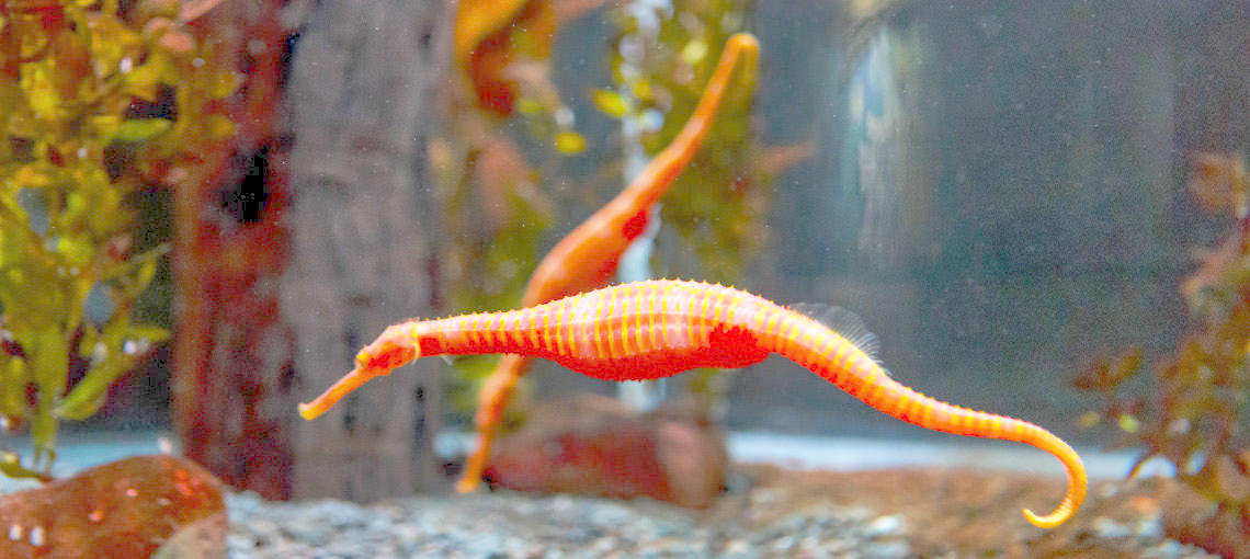 SEA LIFE Kelly Tarltons Aquarium General Admission - SEA LIFE Kelly Tarltons General Admission (FIT - 7 paying pax or less)