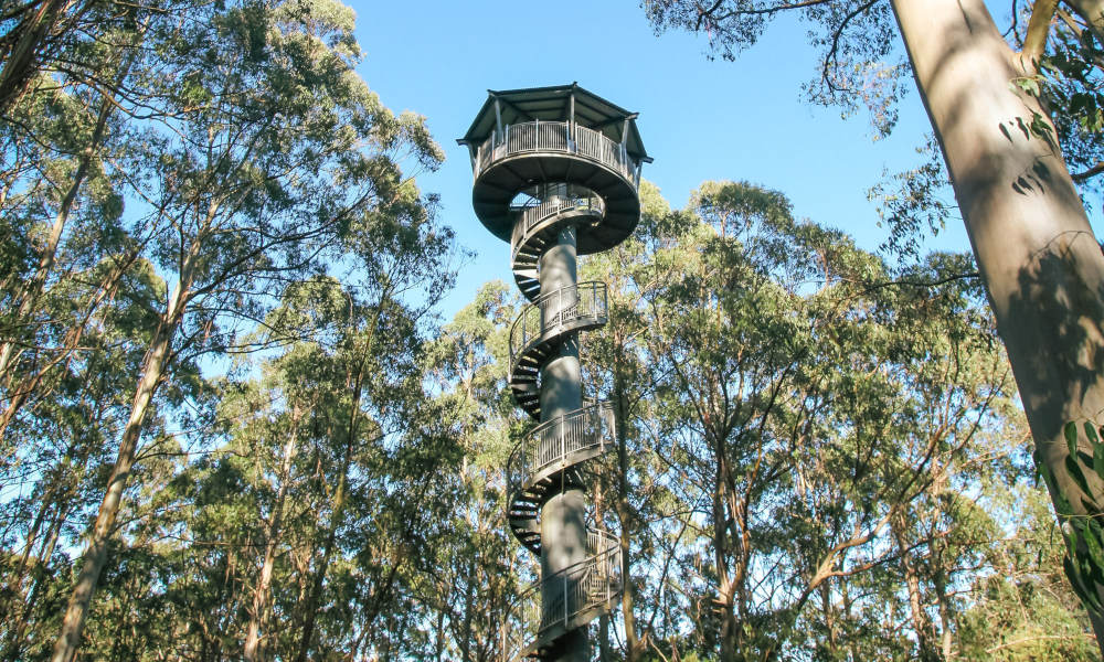 Otway Fly Treetop Walk