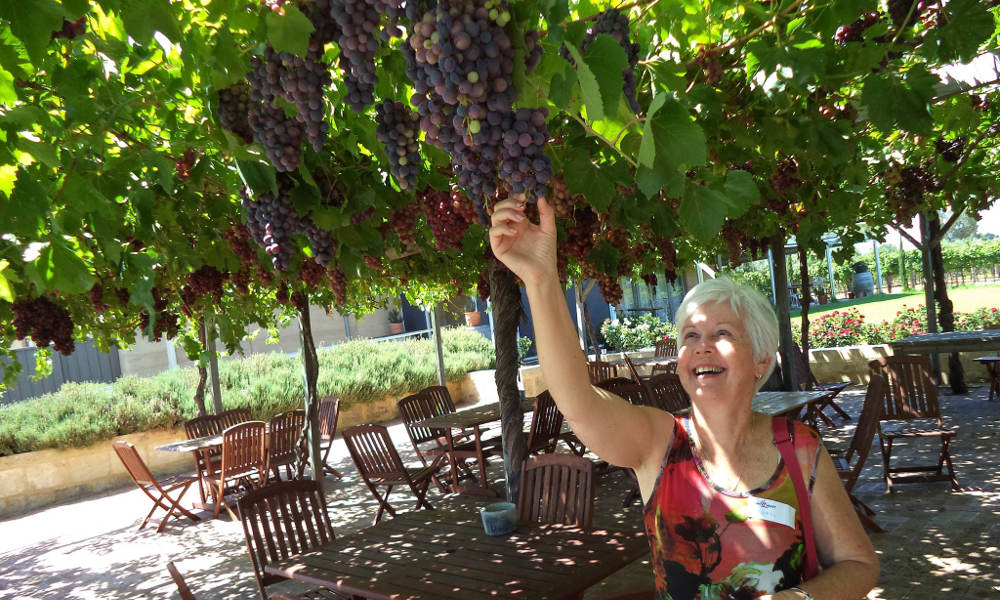 Swan Valley Wineries Afternoon Tour with Cruise