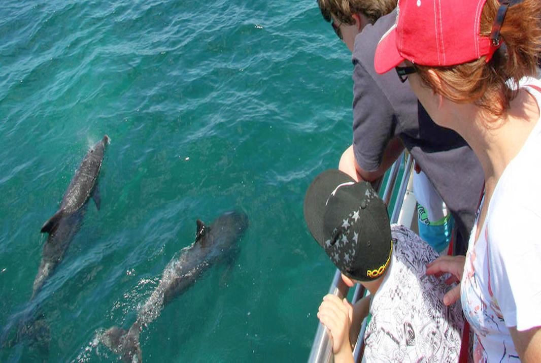 The Top 10 Things to do in Port Stephens, NSW - Dolphin Cruise