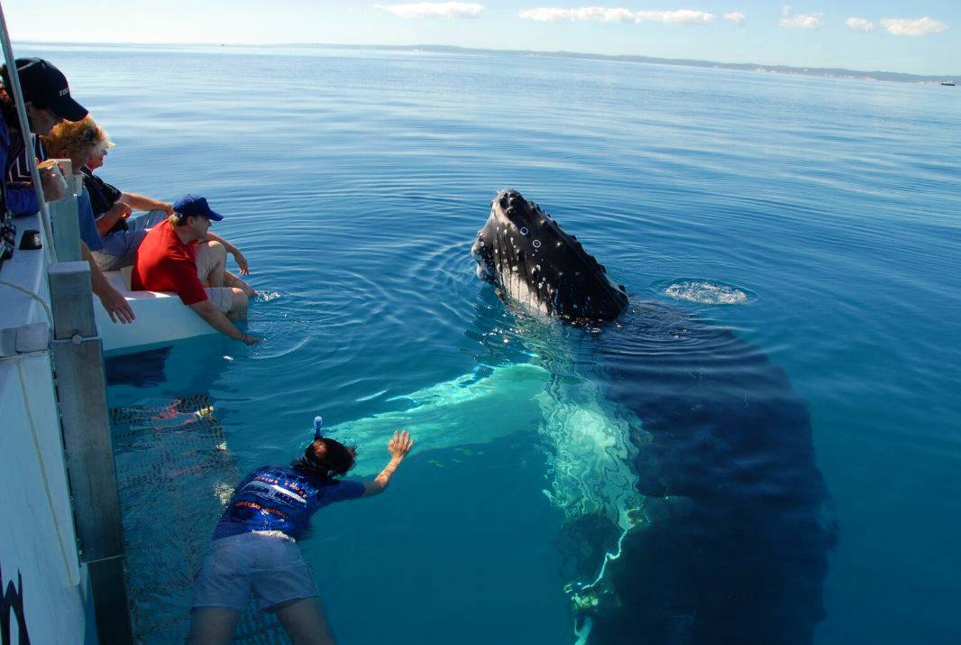 The Top 10 Things to do in Hervey Bay, QLD - Whale Watching