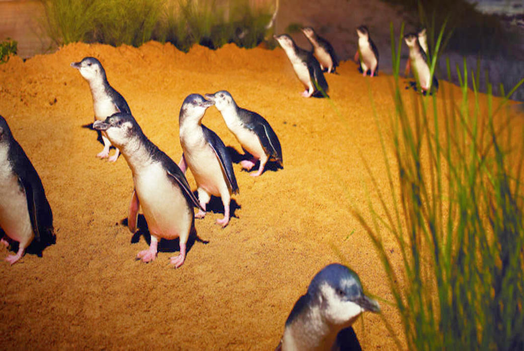 The Top 10 Things to do on Phillip Island, VIC - The Penguin Parade