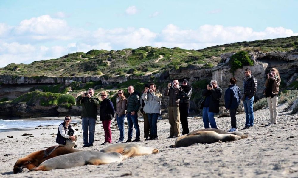 The Top 10 Things to do on Kangaroo Island, SA - Seal By Conservation Park