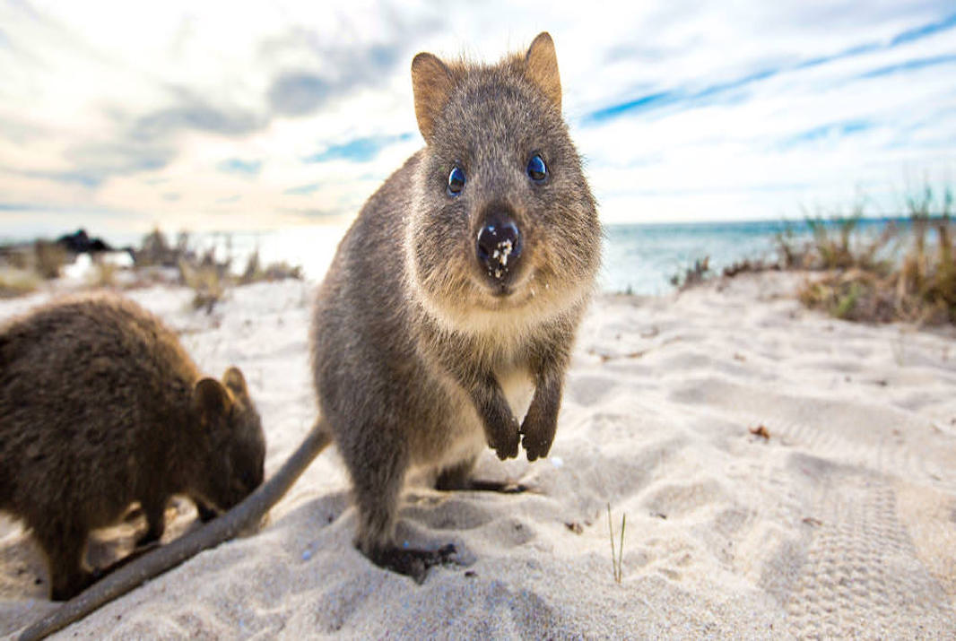 Top Things to do on Rottnest Island 2023 Experience Oz