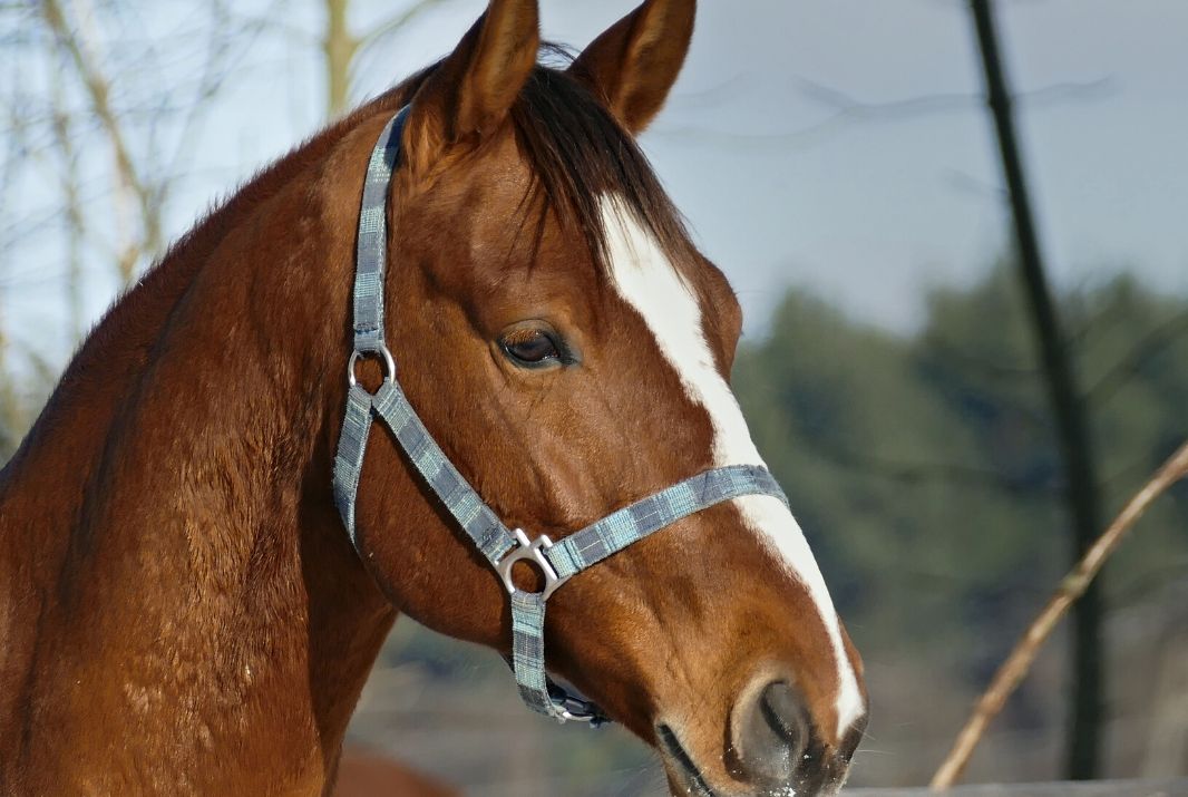 Top Things to do in Hobart 2020 Book Online Experience Oz