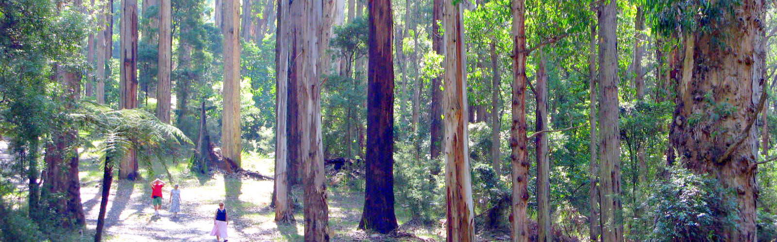 Top Things to do in Dandenong Ranges 2019 Book Online Experience Oz