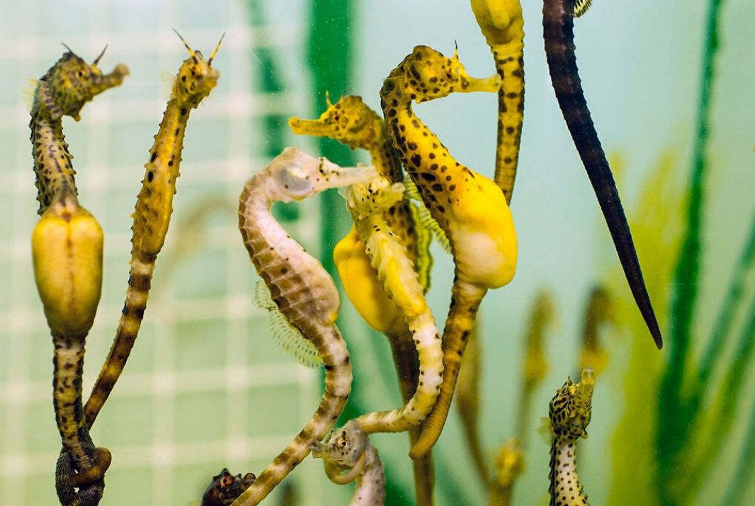 The Top 10 Things to do in Launceston, TAS - Seahorse World