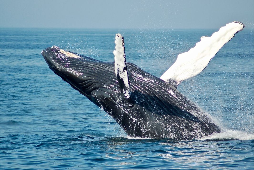 The Top 10 Things to do in Exmouth/Ningaloo, WA - Sunset Whale Watching Cruise