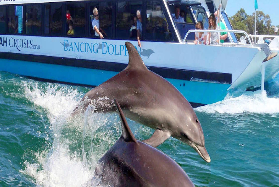 The Top 10 Things to do in Perth, WA - Dolphin Cruises and Swimming Adventures