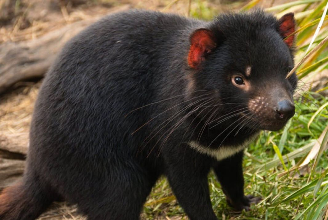 Top 10 Things to do in Port Arthur - Tasmanian Devil Unzoo