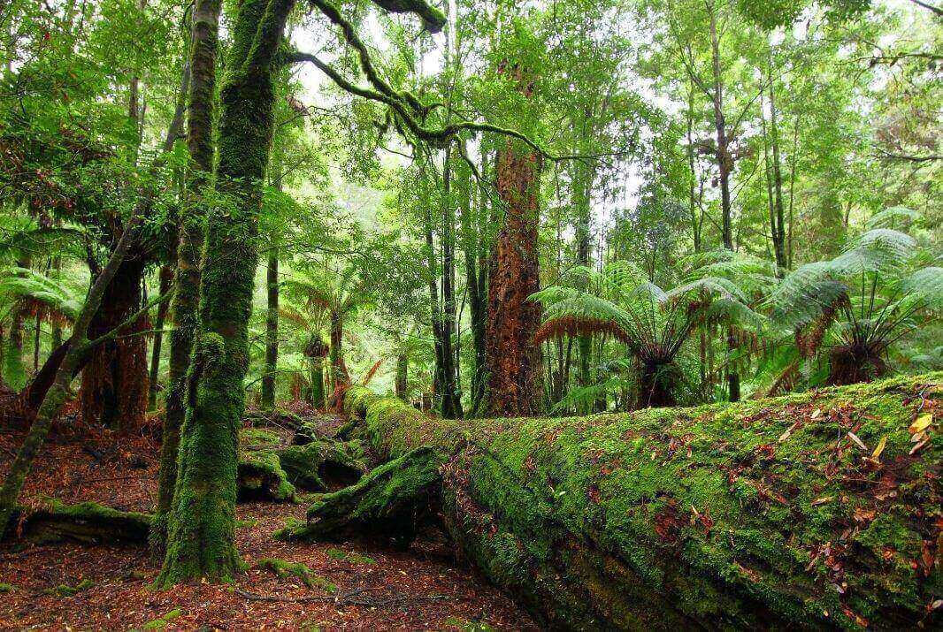 Top Things to do in Cradle Coast Tasmania 2023 | Experience Oz