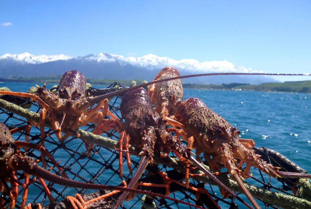 Top 10 Things to do in Kaikoura - Go Fishing