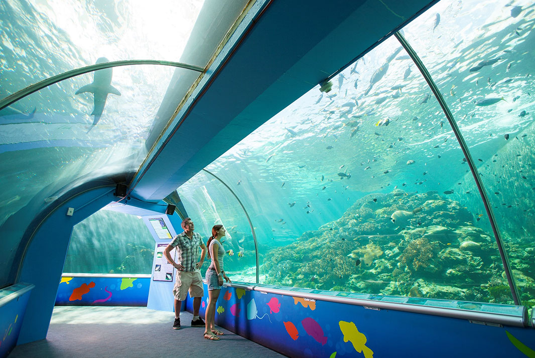 The Top 10 Things to do in Townsville, QLD - Reef HQ Aquarium