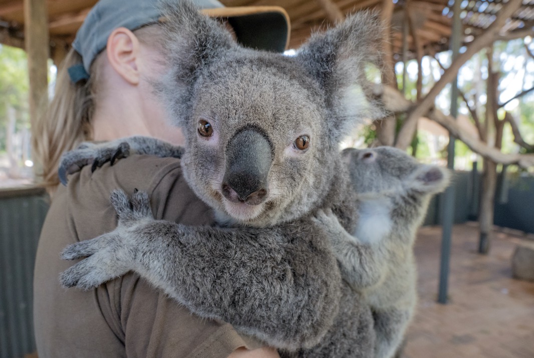 The Top 10 Things to do in Townsville, QLD - Billabong Sanctuary