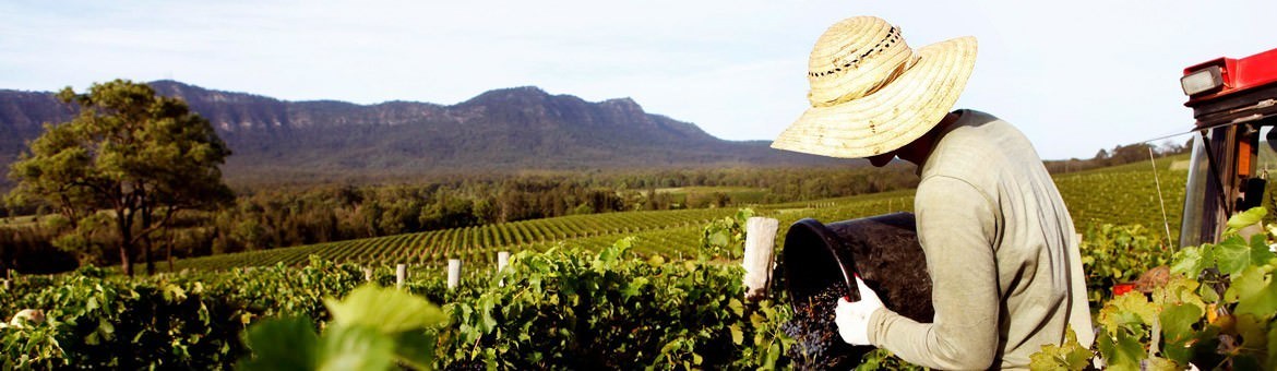 Hunter Valley Winery Tour