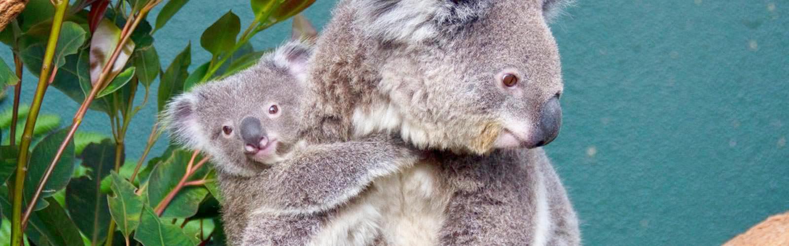 5 Cheap things to do in Sydney